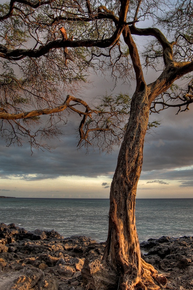 Maui_ahihi bay tree  IMG_1469_8_7